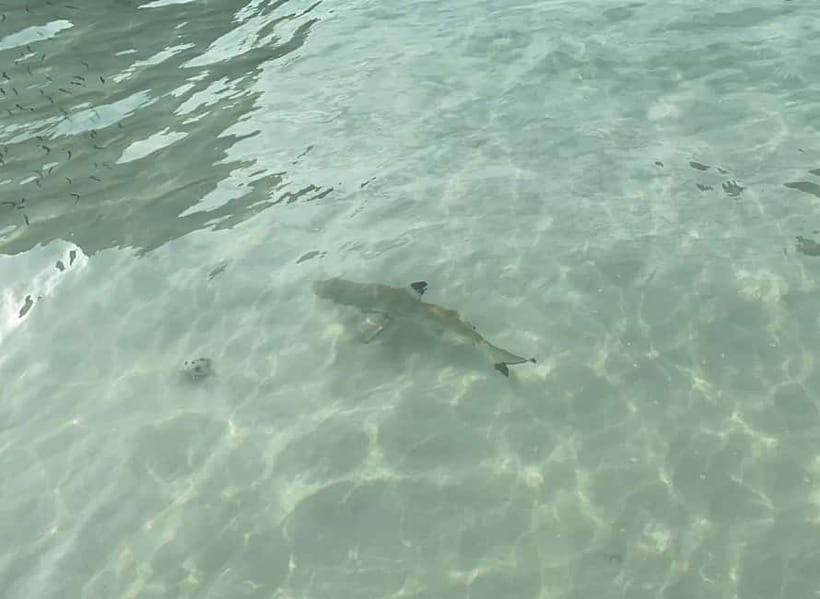 Koh Phi Phi: Halfday Maya Bay Sunset & Plankton by Speedboat - Shark Point adds a real snorkeling possibility