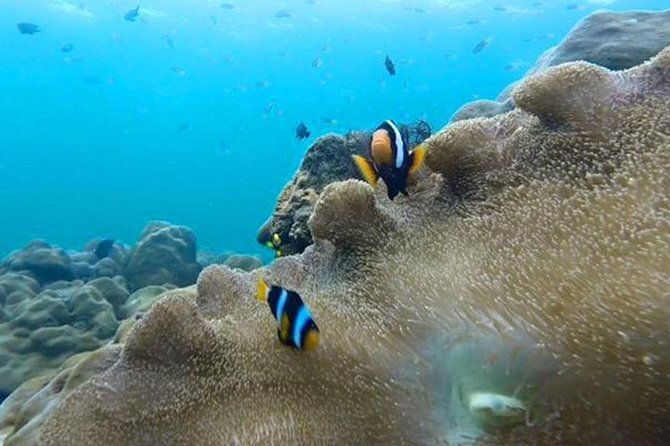 Koh Rok and Koh Haa Snorkeling Trip by Speedboat from Koh Lanta - Lunch, drinks, and the practical value of the package
