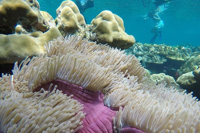 Koh Rok and Koh Haa Snorkeling Trip by Speedboat from Koh Lanta - The main strengths and the main compromise