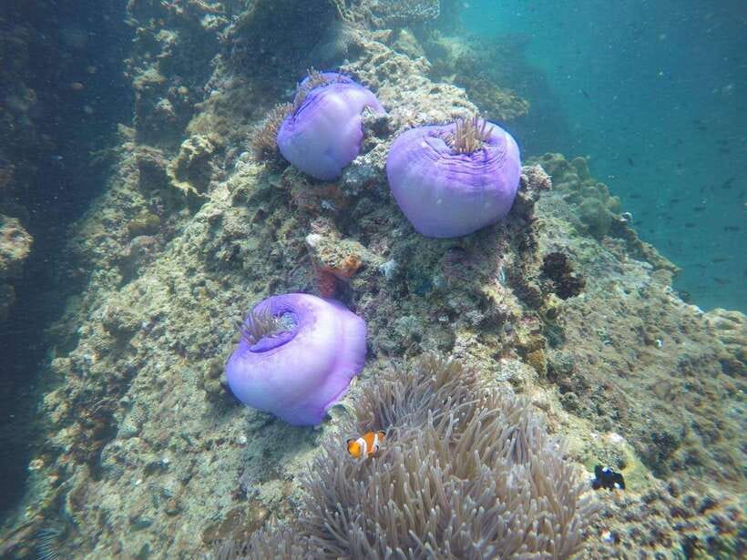 Krabi: 7 Islands Sunset Tour with Buffet Dinner & Snorkeling - Koh Poda sunset and a beach buffet