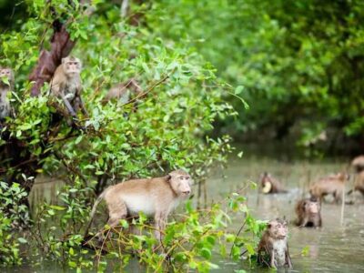 Ao Thalane Mangrove Kayaking with Extras
