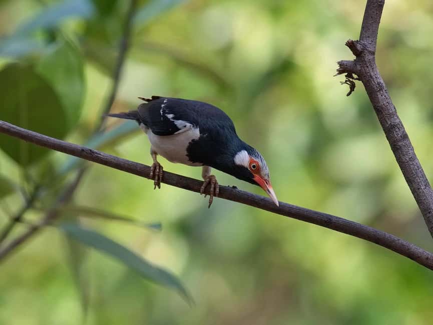 Krabi: Ao Thalane Mangrove Kayaking with Extras - Lunch and the afternoon add-ons