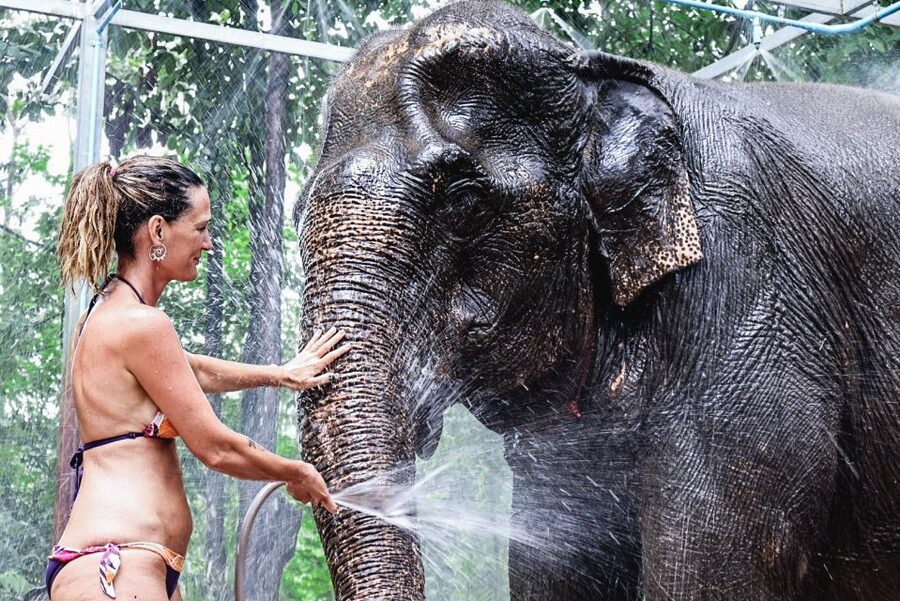 Krabi: Elephant Bathing Session at Krabi Elephant Shelter - Meeting the elephants through food first