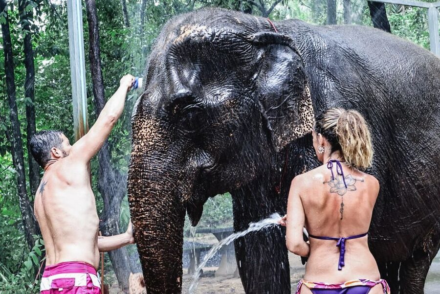 Krabi: Elephant Bathing Session at Krabi Elephant Shelter - A 90-minute schedule that works well