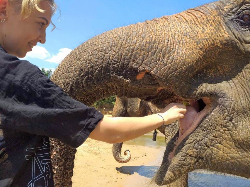 Krabi: Elephant Care House Guided Tour with Hotel Transfers - A quiet elephant experience outside Krabi Town