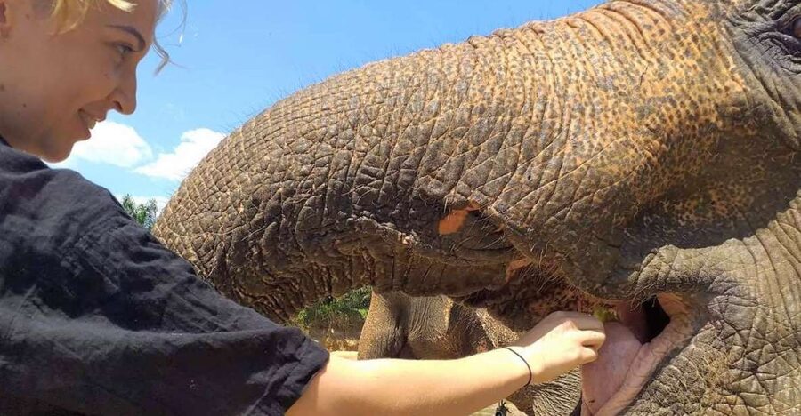 Krabi: Elephant Care House Guided Tour with Hotel Transfers - The 15-minute safety briefing