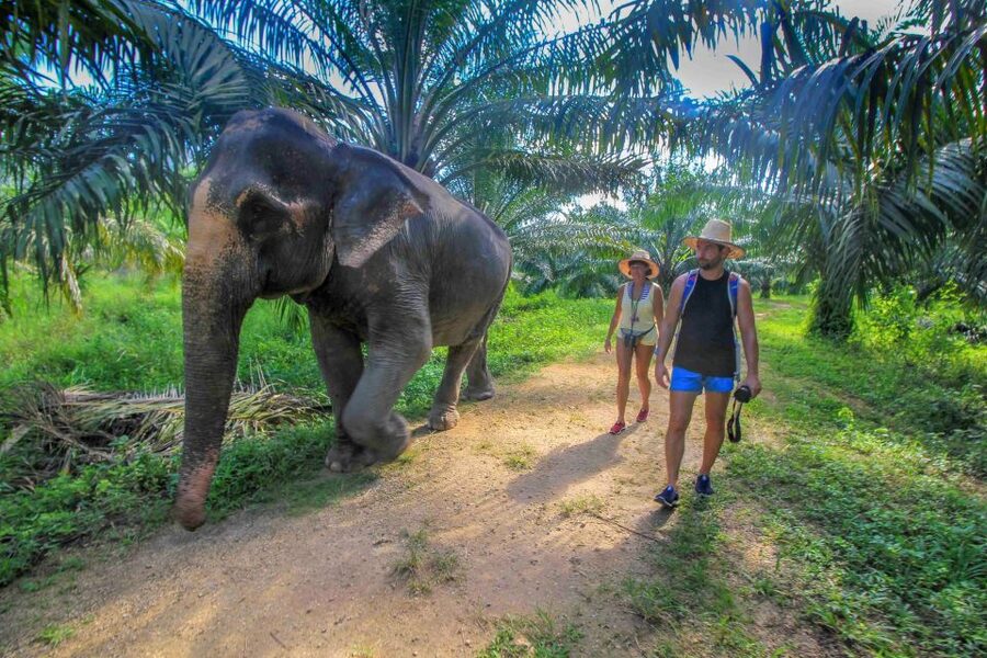 Krabi: Elephant Care House Guided Tour with Hotel Transfers - Feeding bananas, pineapples, and homemade food