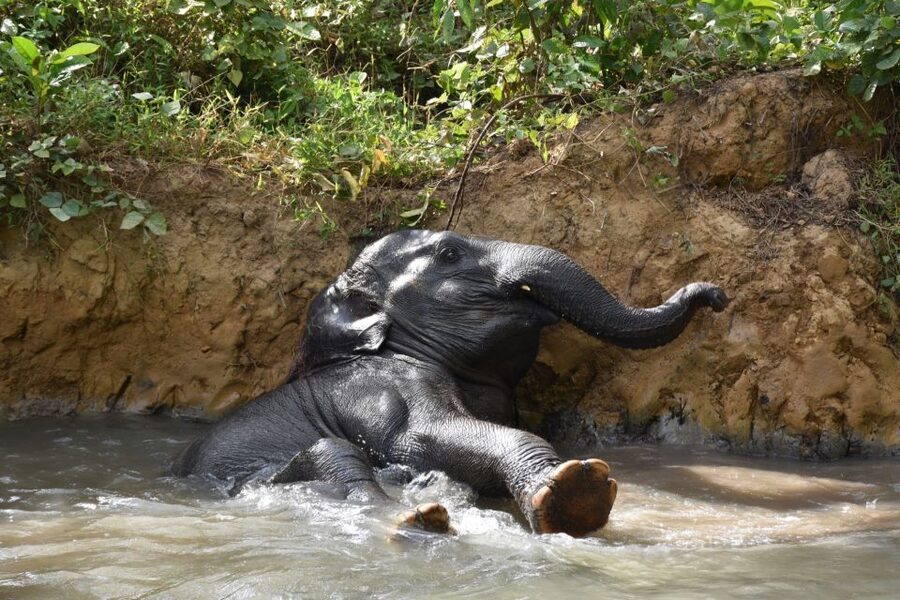 Krabi: Elephant Care House Guided Tour with Hotel Transfers - Why the animal-care approach matters