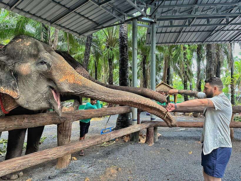 Krabi: Elephant Feeding Program - Meeting the elephants at Krabi Elephant Shelter