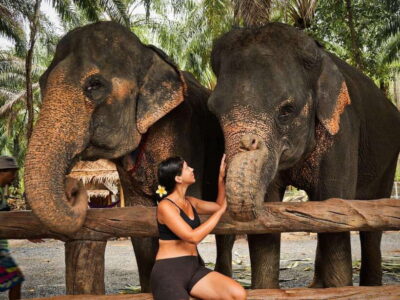 Elephant Feeding Program