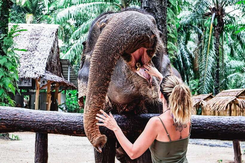Krabi: Elephant Feeding Program - Feeding the elephants by hand