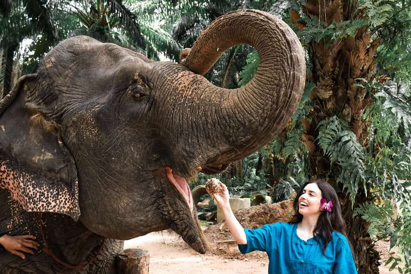 Krabi: Elephant Feeding Program - Why the 30-minute length can work