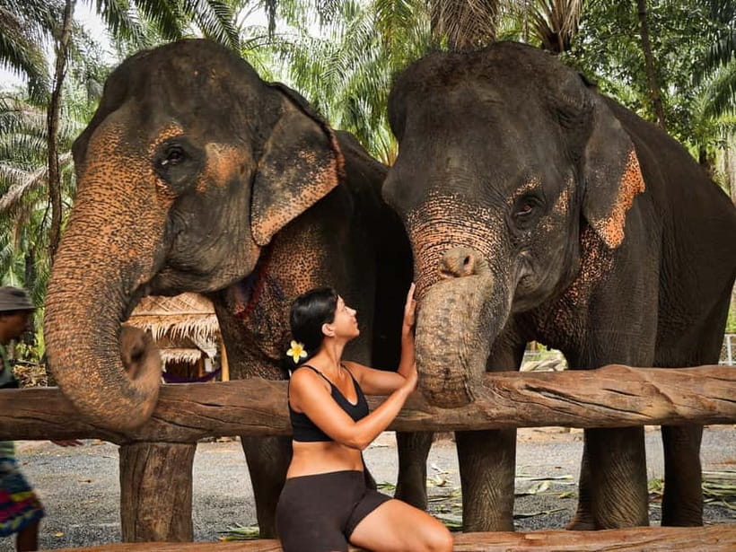 Krabi: Elephant Feeding Program with Food Preparation - Transport, languages, and what to bring