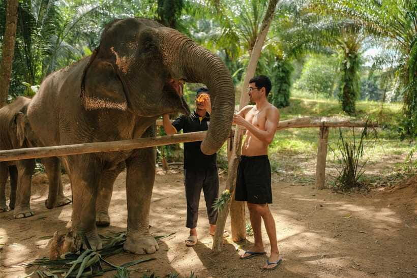 Krabi: Elephant Sanctuary (near Ao Nang) Visit - Booking details that matter in Krabi