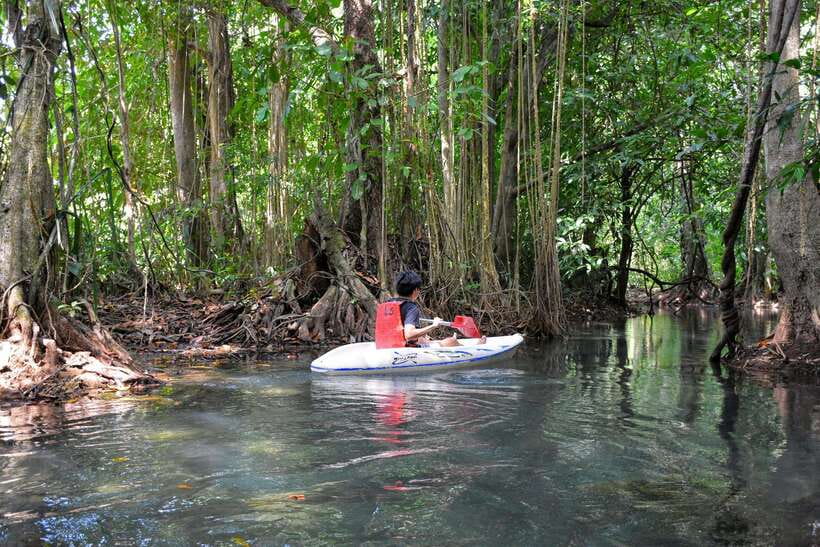 Krabi: Emerald Cool-Down & Kayak Odyssey in Din Daeng Canyon - Why the mangroves are the real attraction