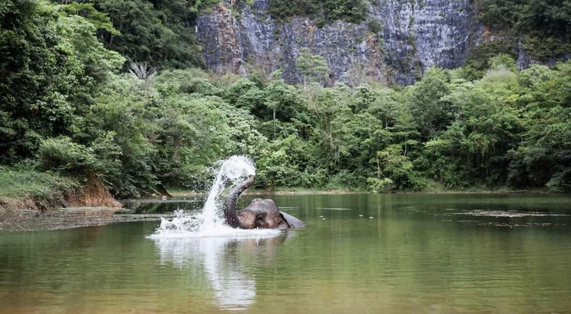 Krabi: Ethical Elephant Sanctuary & Tiger Cave Temple Tour - Two Krabi highlights in one well-planned day