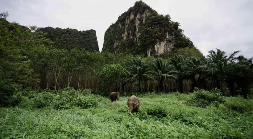Krabi: Ethical Elephant Sanctuary & Tiger Cave Temple Tour - Feeding elephants at Krabi Elephant Green Sanctuary