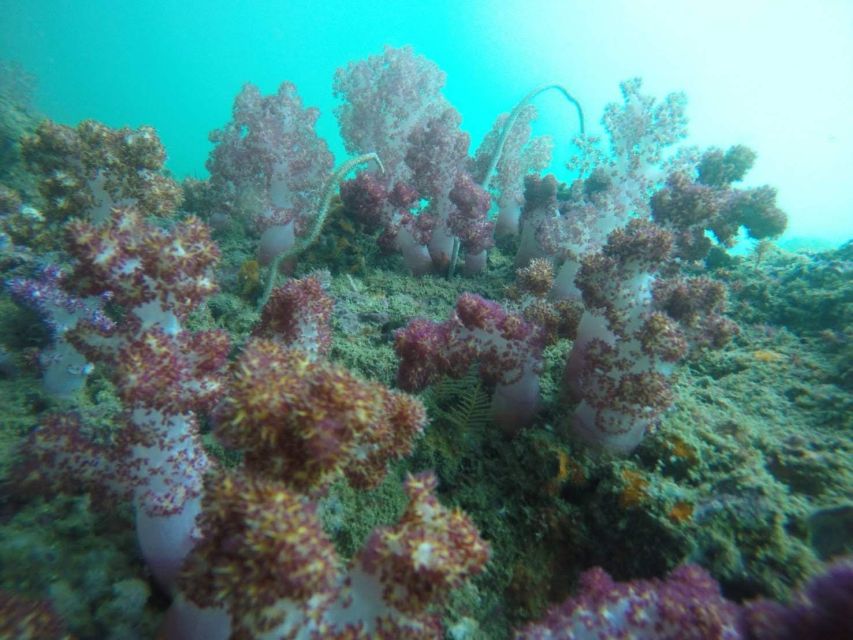 Krabi: Freediving and Snorkeling at Yawasam and Talu Island - Yawasam Island: the best chance for fish and coral