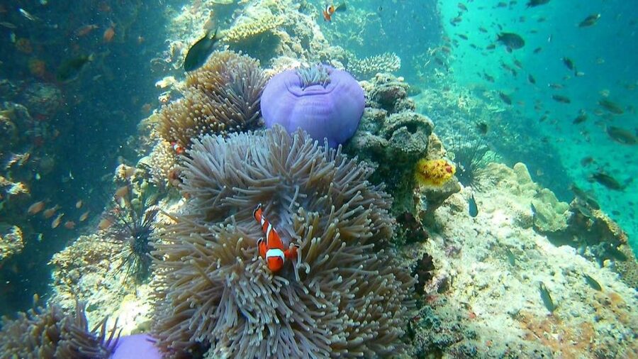 Krabi: Freediving and Snorkeling at Yawasam and Talu Island - Buya Beach on southern Koh Poda