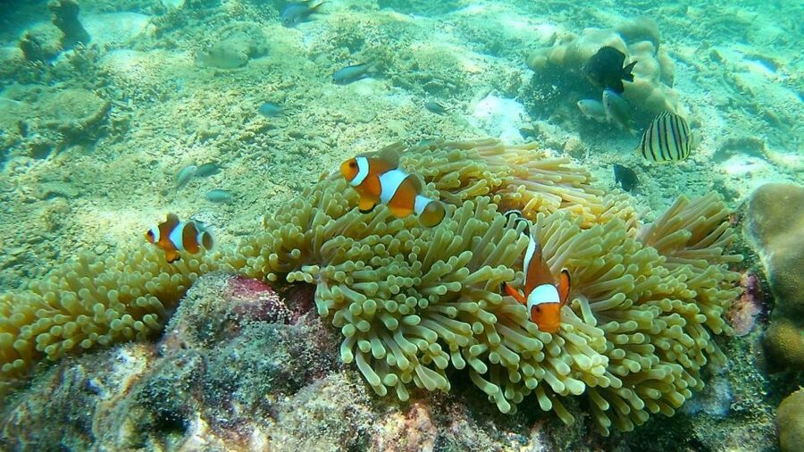 Krabi: Freediving and Snorkeling at Yawasam and Talu Island - What the $59 price really covers