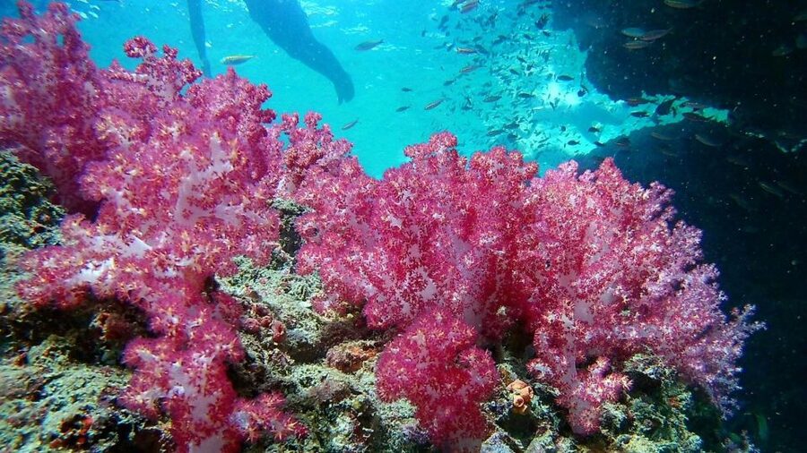 Krabi: Freediving and Snorkeling at Yawasam and Talu Island - Weather, safety, and the details that matter