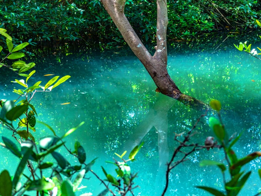 Krabi: Kayaking, Crystal Lagoon, and Fish Spa in Klong Root - The fish spa is brief and more playful than luxurious