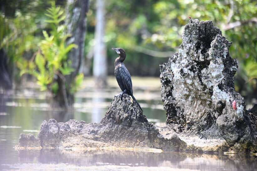 Krabi: Klong Root (Crystal lake) Kayaking tour - What to Bring and What to Expect