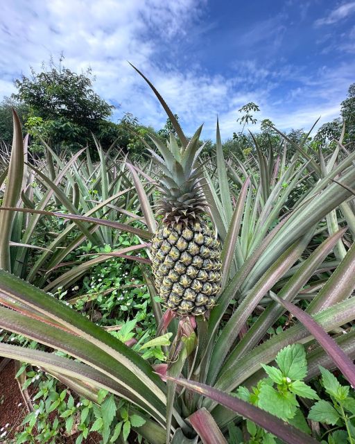 Krabi: Klong Root Kayaking Viewpoint,Fish Feeding and more - What to pack and what to confirm