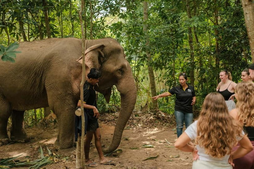 Krabi: Love Elephant Sanctuary Tour - What the Love Elephant Sanctuary visit is really like