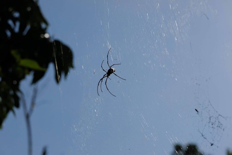 Krabi Outback Explorer with Visit of Tiger Cave Temple - Why this Krabi day works so well