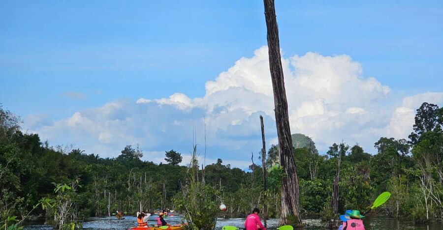 Krabi: South Kayak Klong Root Kayaking Tour - What the one-hour paddle is like