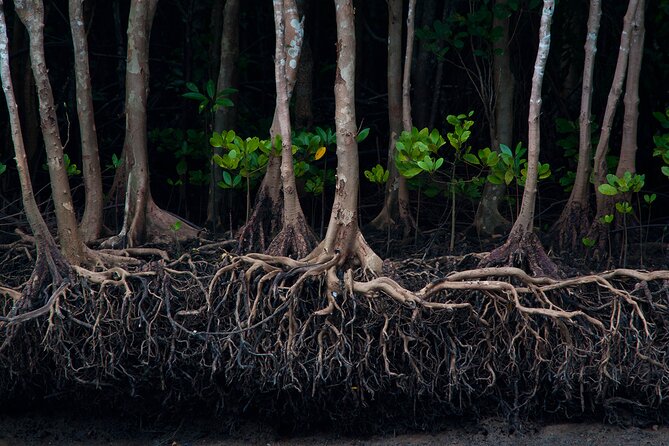 Mangrove Boat Tour in Krabi - Koh Klang and the everyday side of Krabi