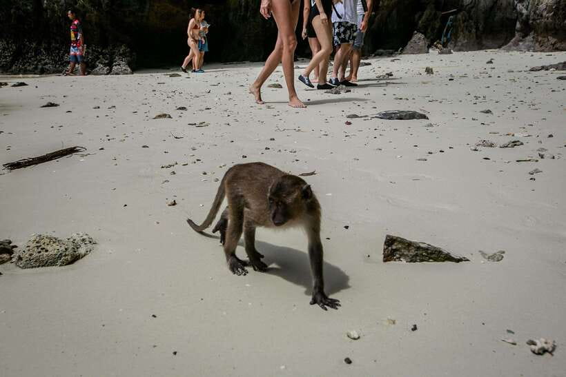Phi Phi: 7 Islands longtail boat with Sunset and Plankton - Pileh Lagoon is the tour’s best swimming stop