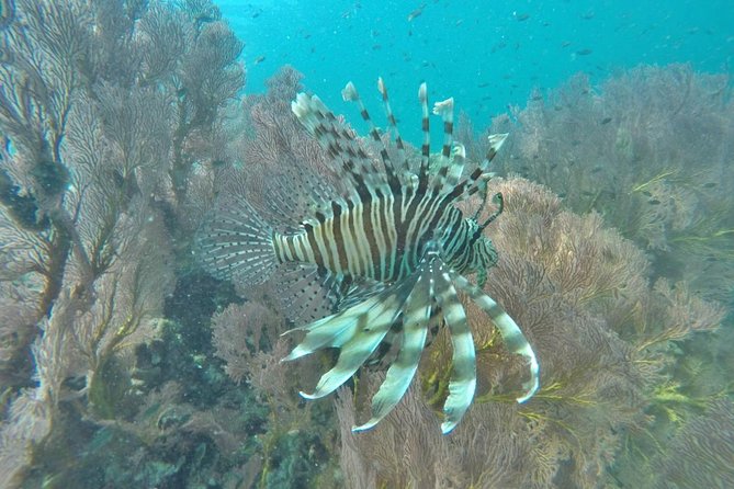 Phi Phi Early Bird & 4 Islands - Day Tour by Speedboat From Krabi - Monkey Beach and Loh Samah Bay