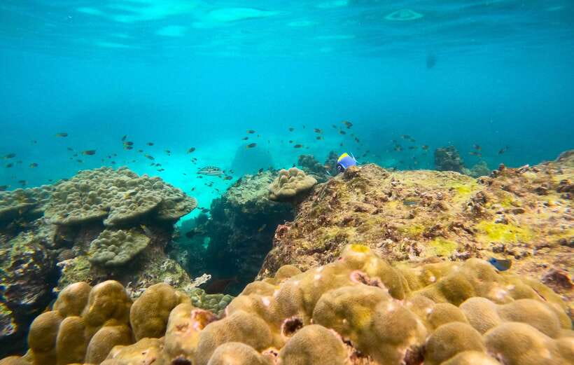 Phi Phi: Half-Day Tour with Maya Bay, Pileh Lagoon & Snorkel - Loh Samah Bay and the changing route