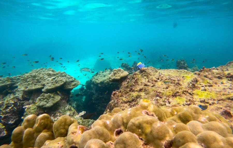 Phi Phi: Morning Speedboat Tour to Maya Bay with Snorkel - Snorkeling with blacktip reef sharks
