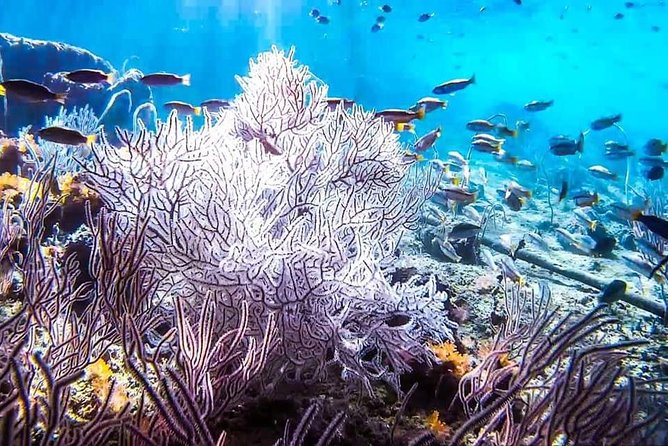 Phi Phi Tour from Krabi , Semi-Private Tour only 12 Guests - Pileh Bay is made for a swim beneath the cliffs