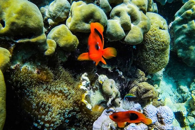 Phi Phi Tour from Krabi , Semi-Private Tour only 12 Guests - Thai lunch and snacks keep the day simple
