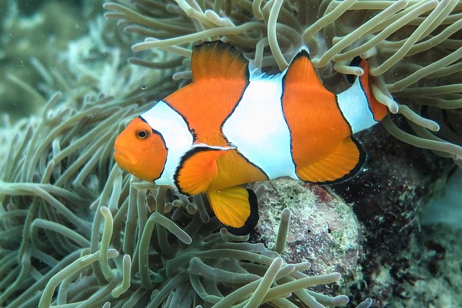 Private Tour to Hong Islands & 4 Islands with Sunset & Night Snorkel - Night snorkeling needs a careful reading of the options