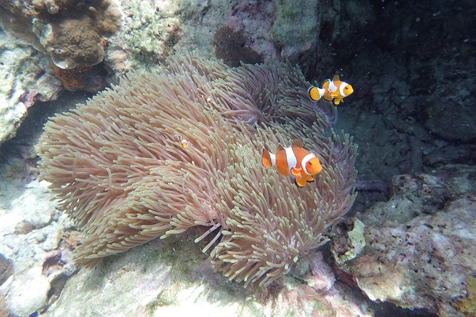 Snorkel Adventure Sea Tour to Koh Rok and Koh Haa from Koh Lanta - Why Koh Haa is the right first stop