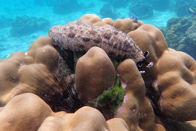 Snorkel Adventure Sea Tour to Koh Rok and Koh Haa from Koh Lanta - Should you book it?