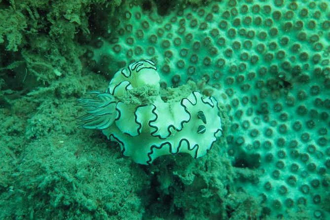 Snorkeling Tour to 4 Islands(Emerald Cave) From Koh Lanta by Speedboat - Koh Chueak, Koh Kradan, and the water stops