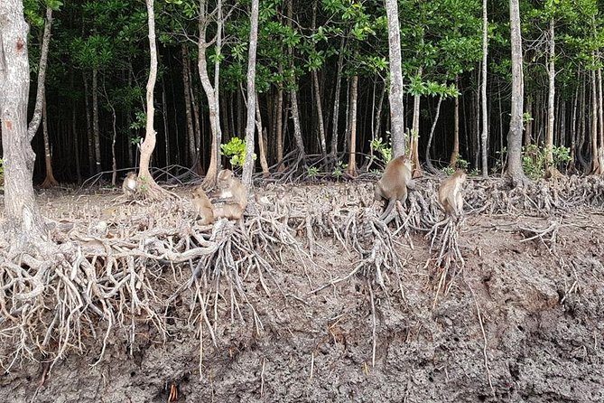 Tung Yee Peng Mangrove Forest Tour By Longtail Boat From Koh Lanta - Why Tung Yee Peng feels different from Koh Lanta’s beaches