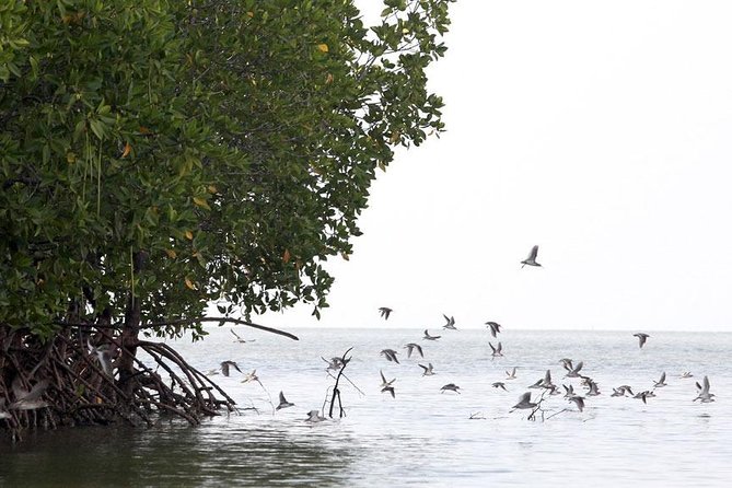 Tung Yee Peng Mangrove Forest Tour By Longtail Boat From Koh Lanta - Walking into the mangrove forest